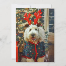 Goldendoodle home for the holidays