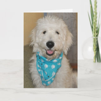 Goldendoodle in blue bandanna card