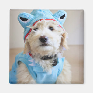 Goldendoodle In Shark Costume Magnet