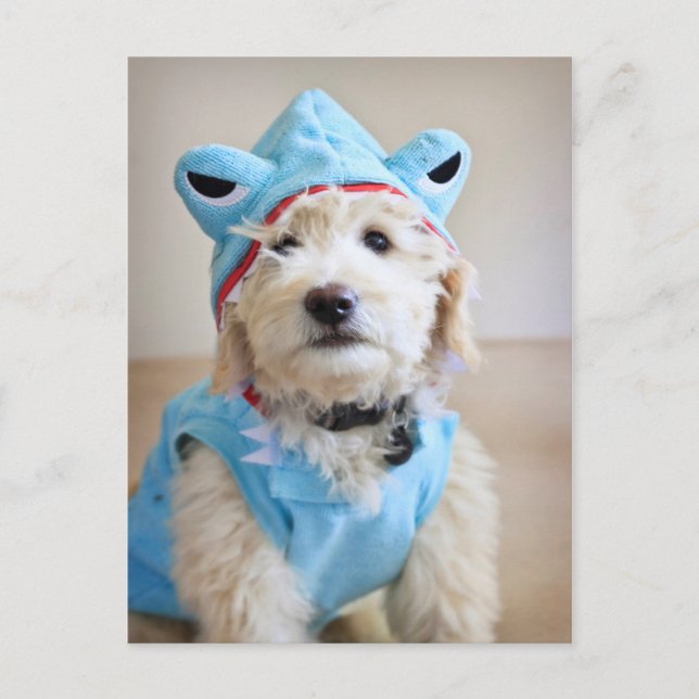 Goldendoodle In Shark Costume Postcard (Front)