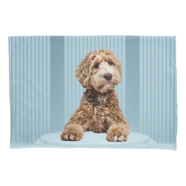 Goldendoodle Laying on Minimal Pastel Blue Podium Pillowcase (Front)
