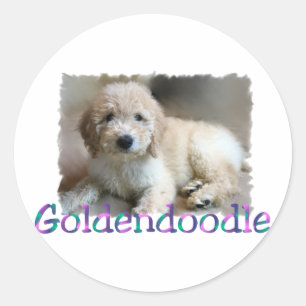 Goldendoodle Lovers Gifts Classic Round Sticker