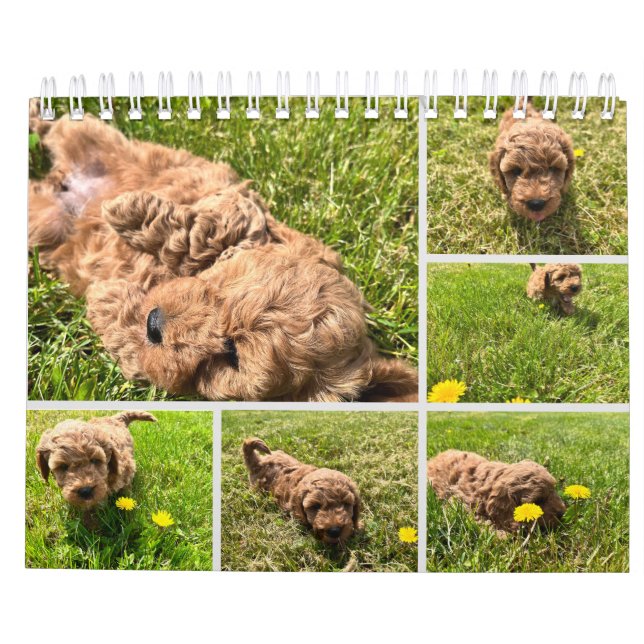 Goldendoodle Puppy 2024 Calendar (Back)