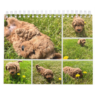 Goldendoodle Puppy 2024 Calendar