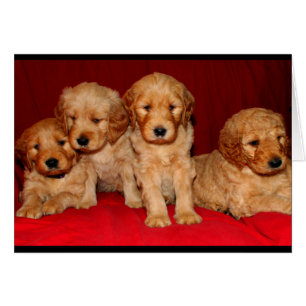 Goldendoodle Puppy Any Occasion Card