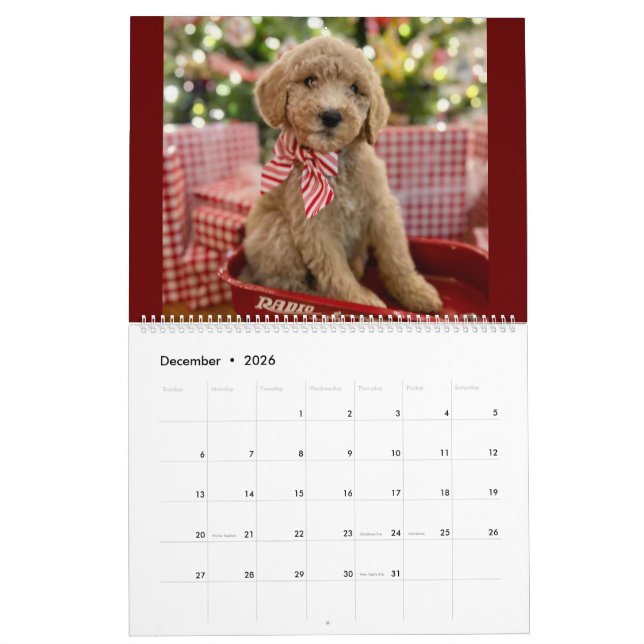 Goldendoodle Puppy Calendar (Dec 2026)