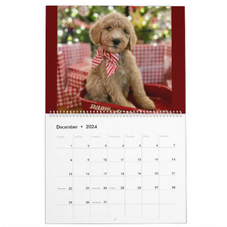 Goldendoodle Puppy Calendar