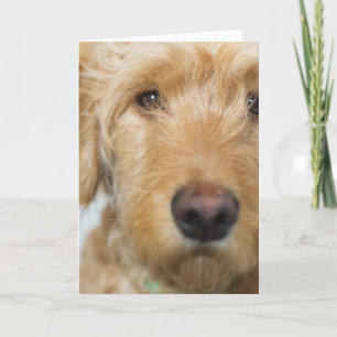 Goldendoodle Puppy Closeup Card