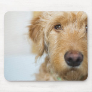 Goldendoodle Puppy Closeup Mouse Pad