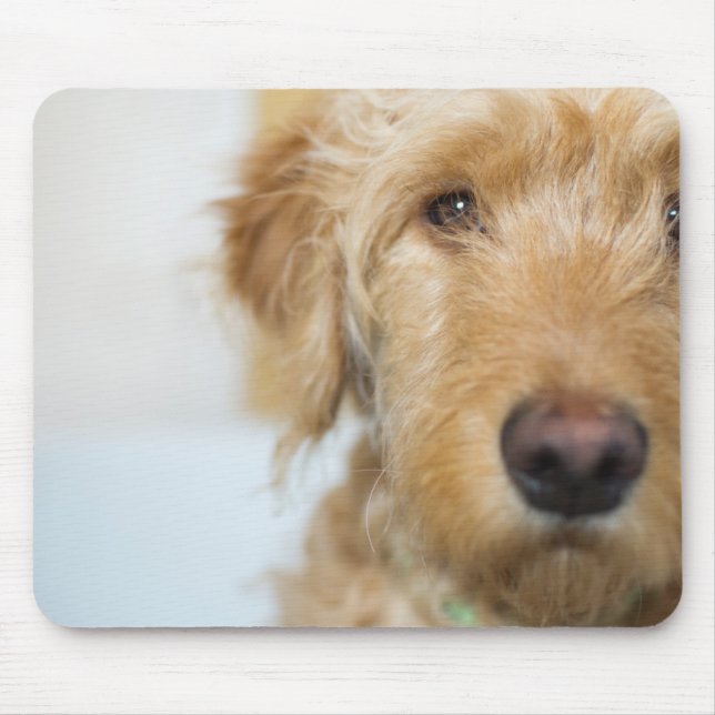Goldendoodle Puppy Closeup Mouse Pad (Front)
