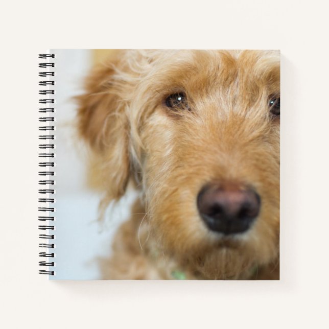 Goldendoodle Puppy Closeup Notebook (Front)