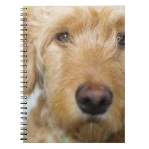 Goldendoodle Puppy Closeup Notebook