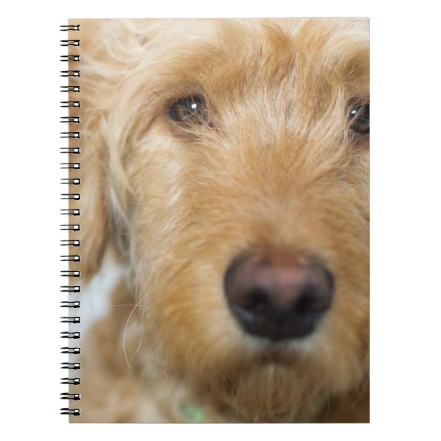 Goldendoodle Puppy Closeup Notebook (Front)