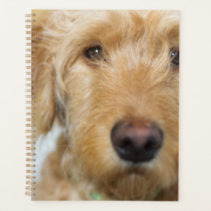 Goldendoodle Puppy Closeup Planner