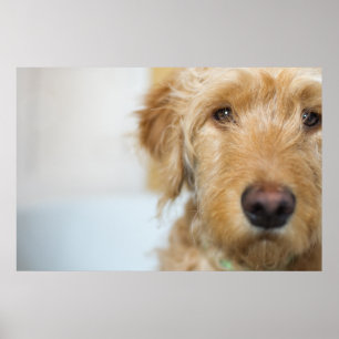 Goldendoodle Puppy Closeup Poster