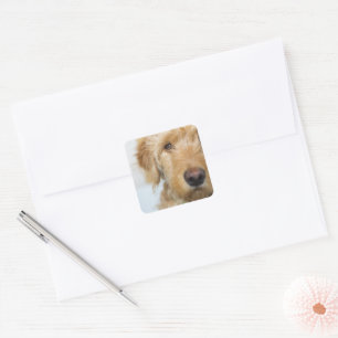 Goldendoodle Puppy Closeup Square Sticker