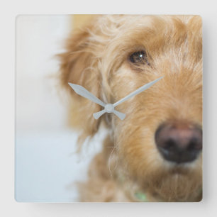 Goldendoodle Puppy Closeup Square Wall Clock