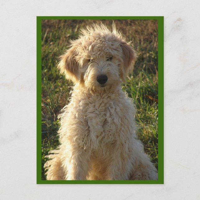 Goldendoodle Puppy Dog Blank Greeting Postcard (Front)