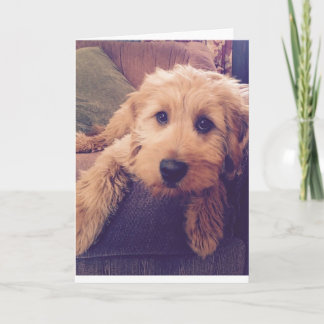 Goldendoodle Puppy Greeting Card