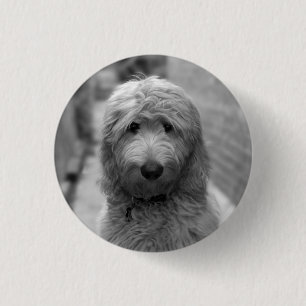 Goldendoodle Puppy In Backyard 3 Cm Round Badge