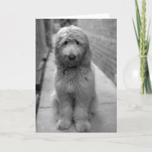 Goldendoodle Puppy In Backyard Card