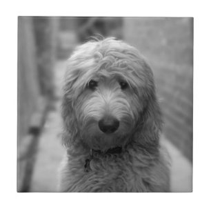 Goldendoodle Puppy In Backyard Ceramic Tile