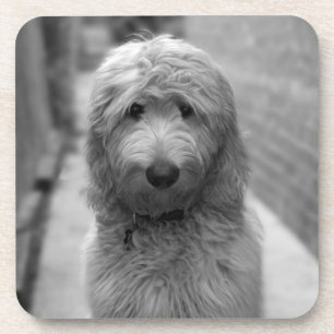 Goldendoodle Puppy In Backyard Coaster