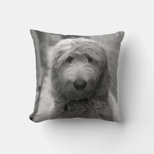 Goldendoodle Puppy In Backyard Cushion (Front)