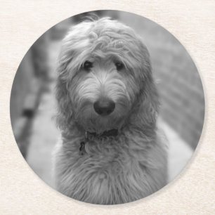 Goldendoodle Puppy In Backyard Round Paper Coaster