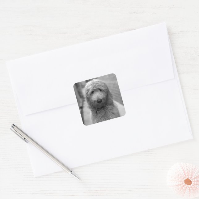 Goldendoodle Puppy In Backyard Square Sticker (Envelope)