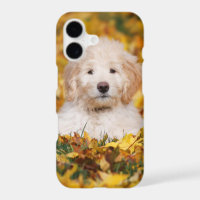 Goldendoodle Puppy In Fall Leaves