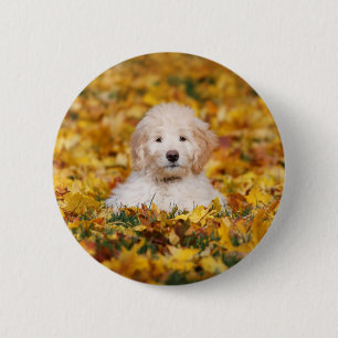 Goldendoodle Puppy In Fall Leaves 6 Cm Round Badge