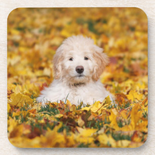 Goldendoodle Puppy In Fall Leaves Coaster
