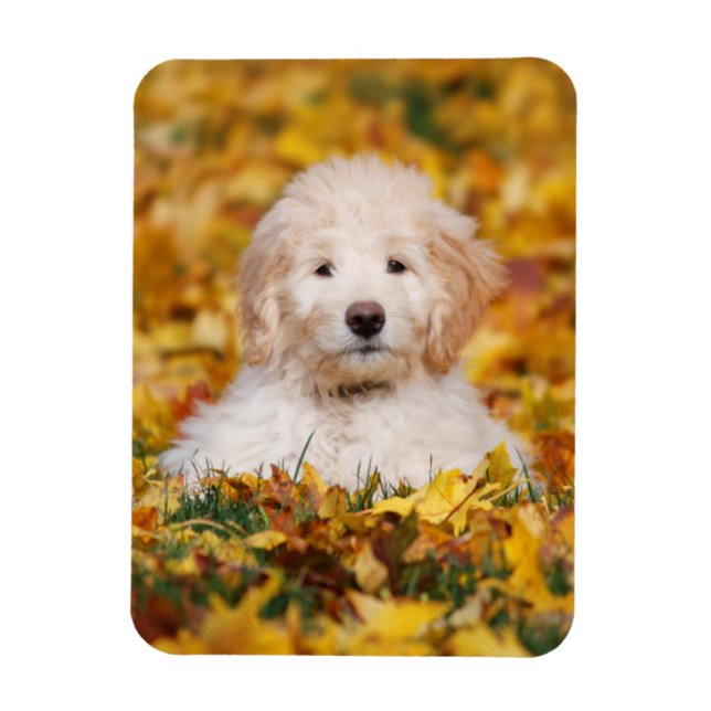 Goldendoodle Puppy In Fall Leaves Magnet (Vertical)