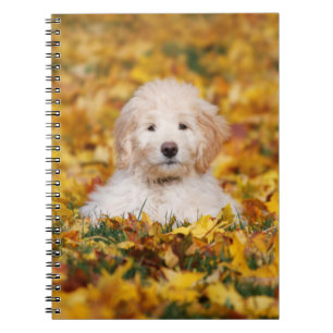 Goldendoodle Puppy In Fall Leaves Notebook