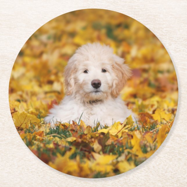 Goldendoodle Puppy In Fall Leaves Round Paper Coaster (Front)