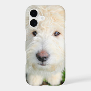 Goldendoodle Puppy Looking At Camera