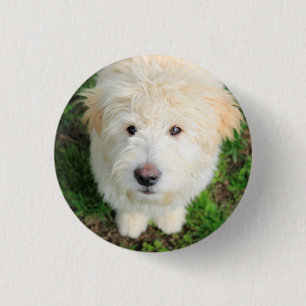 Goldendoodle Puppy Looking At Camera 3 Cm Round Badge