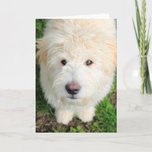 Goldendoodle Puppy Looking At Camera Card