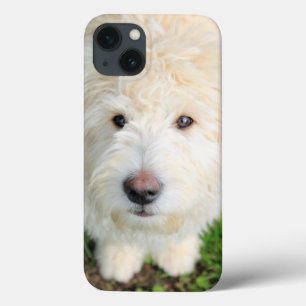 Goldendoodle Puppy Looking At Camera iPhone 13 Case