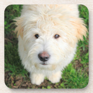 Goldendoodle Puppy Looking At Camera Coaster