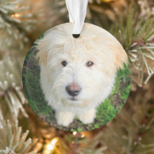 Goldendoodle Puppy Looking At Camera Ornament