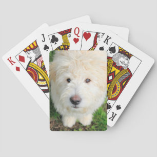 Goldendoodle Puppy Looking At Camera Playing Cards