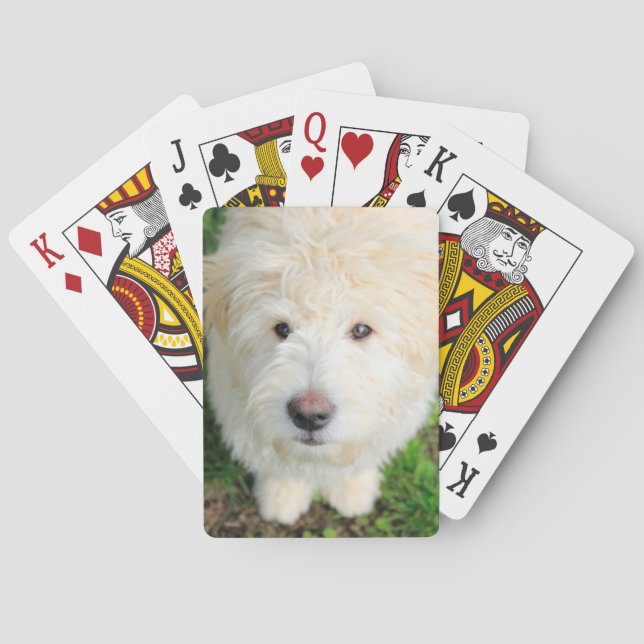 Goldendoodle Puppy Looking At Camera Playing Cards (Back)