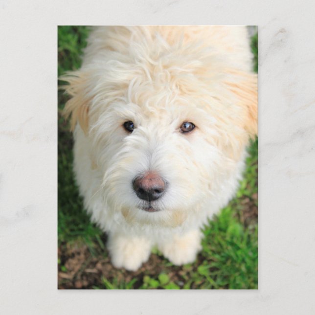 Goldendoodle Puppy Looking At Camera Postcard (Front)