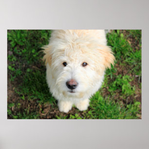 Goldendoodle Puppy Looking At Camera Poster