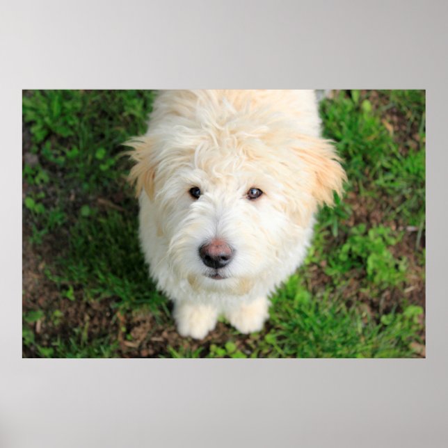 Goldendoodle Puppy Looking At Camera Poster (Front)