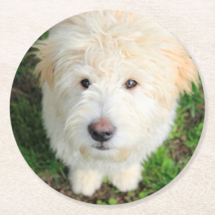 Goldendoodle Puppy Looking At Camera Round Paper Coaster