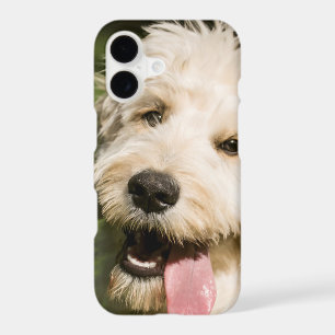 Goldendoodle Puppy Panting