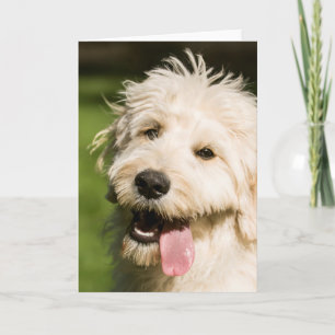 Goldendoodle Puppy Panting Card
